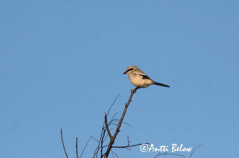 Avainsanat: Stor tornskade Klapekster Great Grey Shrike Grey backed Fiscal Hallõgija Lapinharakka Pie-grièche à dos gris Pie-grièche grise Raubwürger Nagy örgébics Grásvarri Averla maggiore Varsler Picanço-real Lanius excubitor Alcaudón Real Varfågel