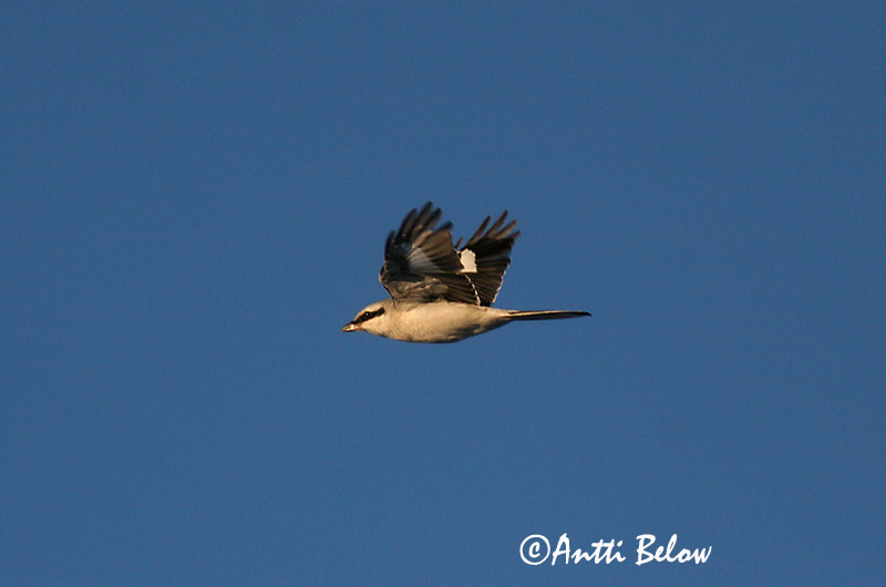 Avainsanat: Stor tornskade Klapekster Great Grey Shrike Grey backed Fiscal Hallõgija Lapinharakka Pie-grièche à dos gris Pie-grièche grise Raubwürger Nagy örgébics Grásvarri Averla maggiore Varsler Picanço-real Lanius excubitor Alcaudón Real Varfågel