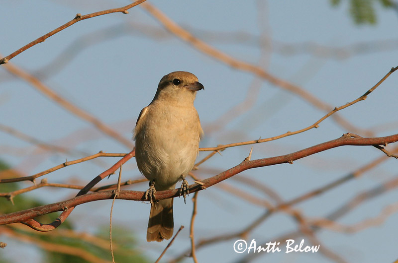 Avainsanat: Isabellatornskade Izabelklauwier Isabelline Shrike Arolepinkäinen Pie-grièche isabelle Isabellwürger Izabella gébics Bleiksvarri Averla isabellina Rødhalevarsler Picanço-isabel Lanius isabellinus Alcaudón Isabel Isabellatörnskata