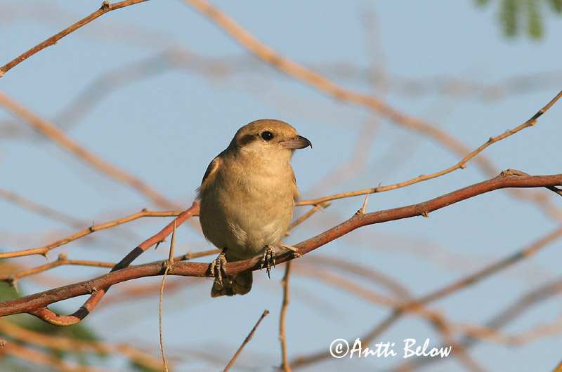 Avainsanat: Isabellatornskade Izabelklauwier Isabelline Shrike Arolepinkäinen Pie-grièche isabelle Isabellwürger Izabella gébics Bleiksvarri Averla isabellina Rødhalevarsler Picanço-isabel Lanius isabellinus Alcaudón Isabel Isabellatörnskata
