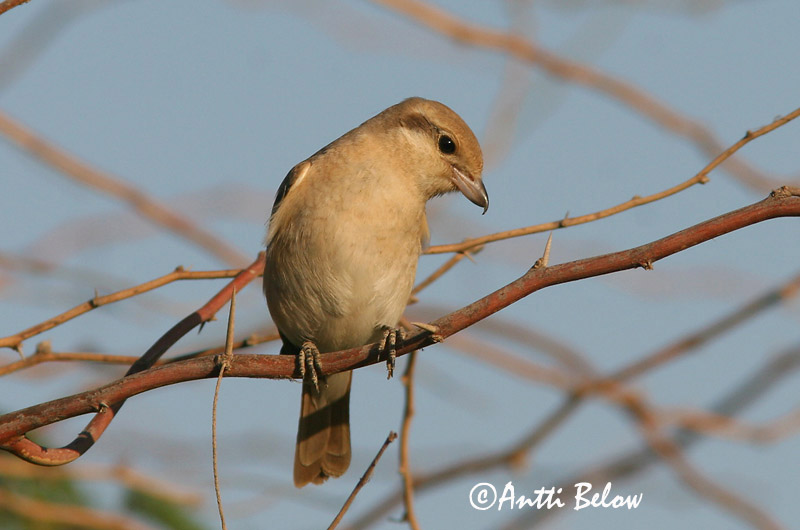 Avainsanat: Isabellatornskade Izabelklauwier Isabelline Shrike Arolepinkäinen Pie-grièche isabelle Isabellwürger Izabella gébics Bleiksvarri Averla isabellina Rødhalevarsler Picanço-isabel Lanius isabellinus Alcaudón Isabel Isabellatörnskata