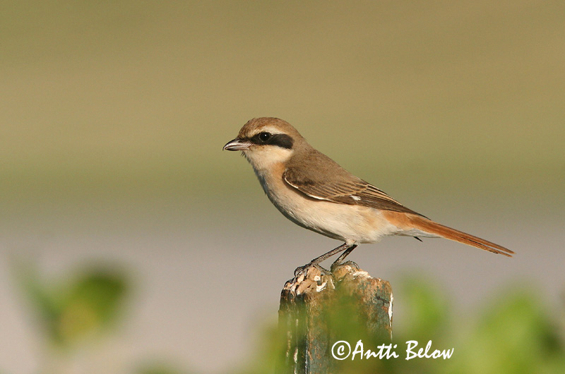 Avainsanat: Isabellatornskade Izabelklauwier Isabelline Shrike Arolepinkäinen Pie-grièche isabelle Isabellwürger Izabella gébics Bleiksvarri Averla isabellina Rødhalevarsler Picanço-isabel Lanius isabellinus Alcaudón Isabel Isabellatörnskata