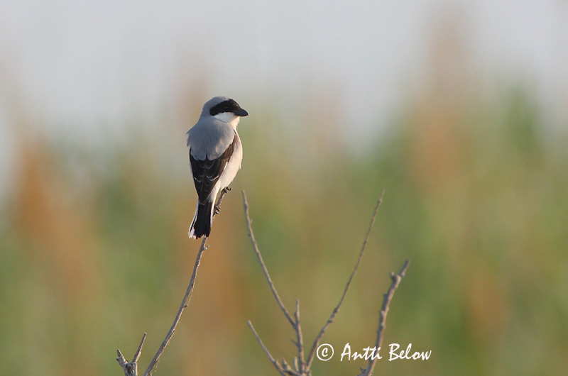 Avainsanat: Trenca Rosenbrystet tornskade Kleine klapekster Lesser Grey Shrike Mustlauk-õgija Mustaotsalepinkäinen Pie-grièche à poitrine rose Schwarzstirnwürger Kis orgébics Geigsvarri Averla cenerina Rosenvarsler Picanço-pequeno Lanius minor Alcaudón Chico