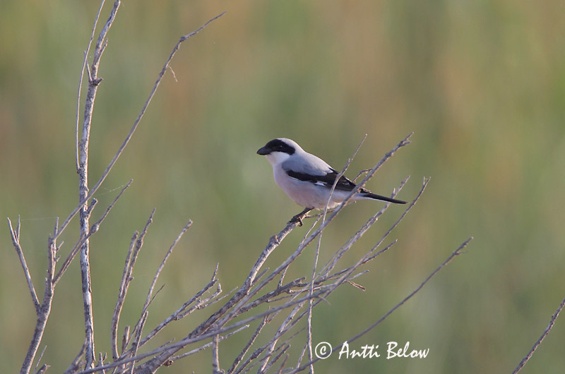 Avainsanat: Trenca Rosenbrystet tornskade Kleine klapekster Lesser Grey Shrike Mustlauk-õgija Mustaotsalepinkäinen Pie-grièche à poitrine rose Schwarzstirnwürger Kis orgébics Geigsvarri Averla cenerina Rosenvarsler Picanço-pequeno Lanius minor Alcaudón Chico