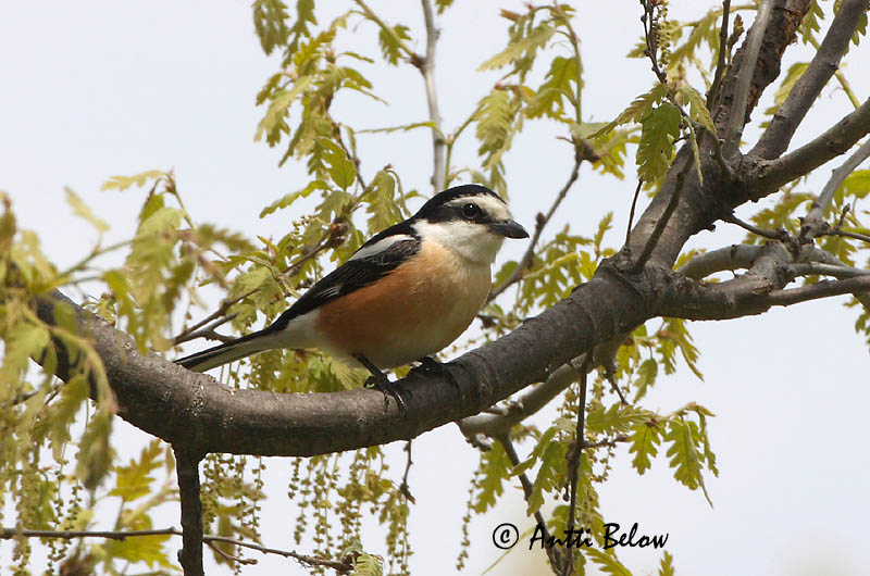 Avainsanat: Capsigrany emmascarat Masketornskade Maskerklauwier Masked Shrike Valko-otsalepinkäinen Pie-grièche masquée Maskenwürger Álarcos gébics Grímusvarri Averla mascherata Hvitpannevarsler Picanço-núbio Lanius nubicus Alcaudón Núbico Masktörnskata