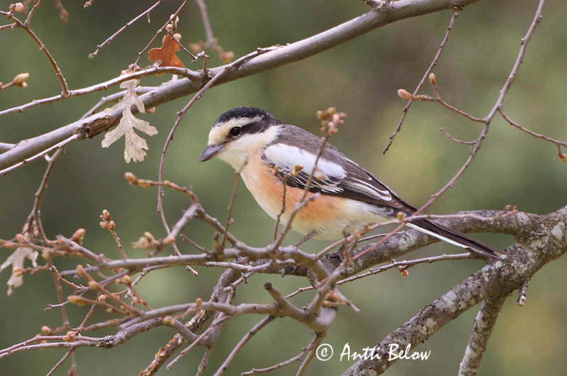 Avainsanat: Capsigrany emmascarat Masketornskade Maskerklauwier Masked Shrike Valko-otsalepinkäinen Pie-grièche masquée Maskenwürger Álarcos gébics Grímusvarri Averla mascherata Hvitpannevarsler Picanço-núbio Lanius nubicus Alcaudón Núbico Masktörnskata