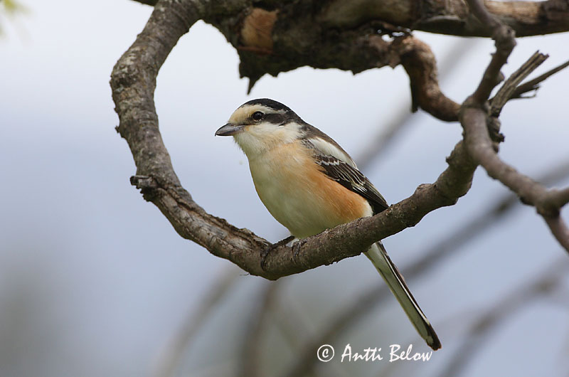 Avainsanat: Capsigrany emmascarat Masketornskade Maskerklauwier Masked Shrike Valko-otsalepinkäinen Pie-grièche masquée Maskenwürger Álarcos gébics Grímusvarri Averla mascherata Hvitpannevarsler Picanço-núbio Lanius nubicus Alcaudón Núbico Masktörnskata