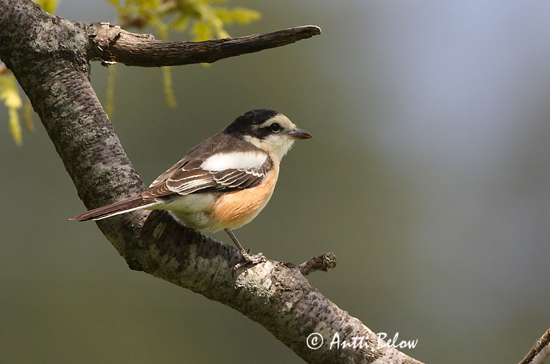 Avainsanat: Capsigrany emmascarat Masketornskade Maskerklauwier Masked Shrike Valko-otsalepinkäinen Pie-grièche masquée Maskenwürger Álarcos gébics Grímusvarri Averla mascherata Hvitpannevarsler Picanço-núbio Lanius nubicus Alcaudón Núbico Masktörnskata