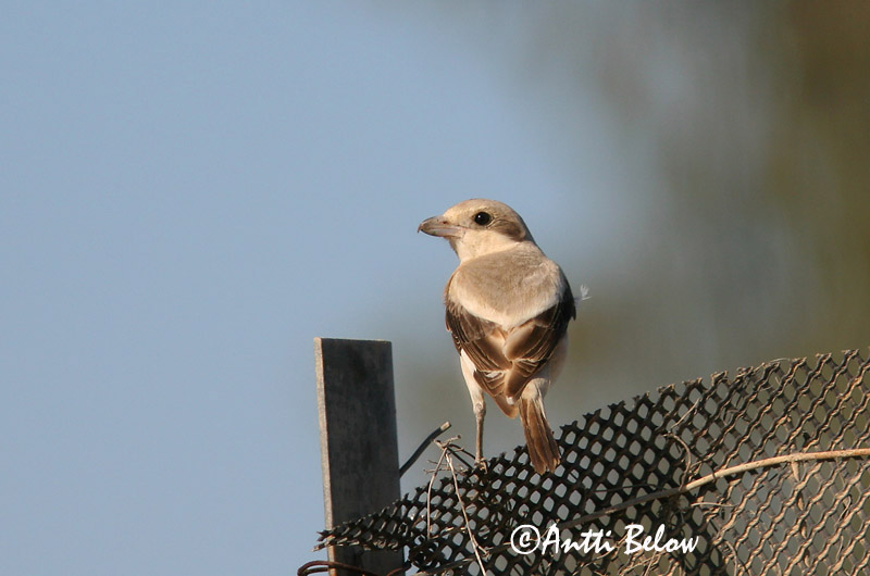 Avainsanat: Etelänisolepinkäinen Southern Grey Shrike Lanius meridionalis Stäppvarfågel