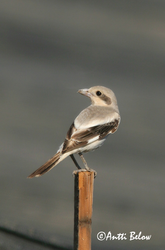 Avainsanat: Etelänisolepinkäinen Southern Grey Shrike Lanius meridionalis Stäppvarfågel