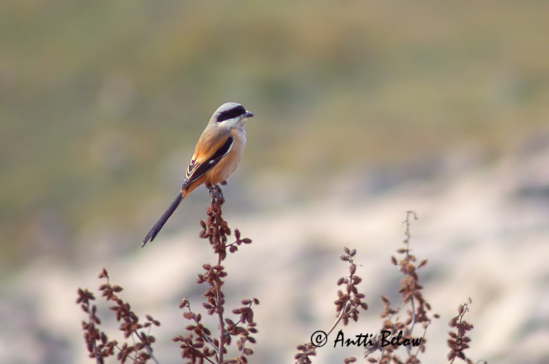 Avainsanat: Langstaartklauwier Long-tailed Shrike Pie-grièche schach Schachwürger Averla testanera Rustgumpvarsler Lanius schach Alcaudón Cabecinegro Rostgumpad törnskata Pitkäpyrstölepinkäinen