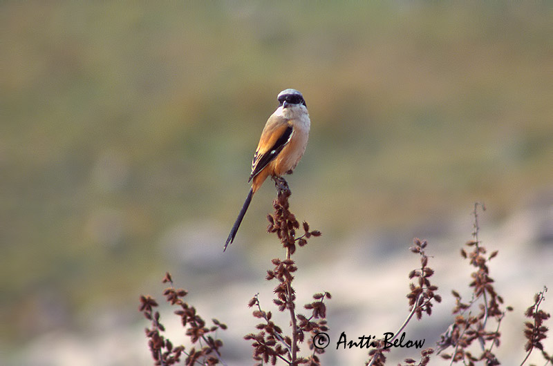 Avainsanat: Langstaartklauwier Long-tailed Shrike Pie-grièche schach Schachwürger Averla testanera Rustgumpvarsler Lanius schach Alcaudón Cabecinegro Rostgumpad törnskata Pitkäpyrstölepinkäinen