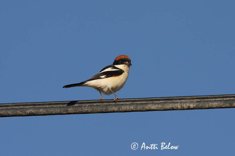 Avainsanat: Capsigrany Rødhovedet tornskade Roodkopklauwier Woodchat Shrike Punapea-õgija Punapäälepinkäinen Pie-grièche à tête rousse Rotkopfwürger Vörösfeju gébics Trjásvarri Averla capirossa Rødhodevarsler Picanço-barreteiro Lanius senator Alcaudón