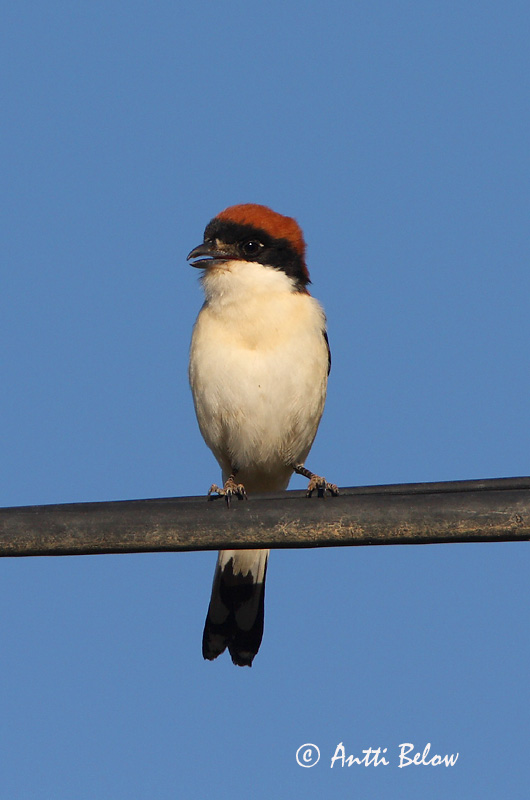Avainsanat: Capsigrany Rødhovedet tornskade Roodkopklauwier Woodchat Shrike Punapea-õgija Punapäälepinkäinen Pie-grièche à tête rousse Rotkopfwürger Vörösfeju gébics Trjásvarri Averla capirossa Rødhodevarsler Picanço-barreteiro Lanius senator Alcaudón