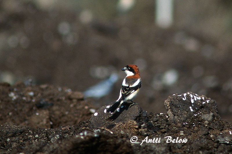 Avainsanat: Capsigrany Rødhovedet tornskade Roodkopklauwier Woodchat Shrike Punapea-õgija Punapäälepinkäinen Pie-grièche à tête rousse Rotkopfwürger Vörösfeju gébics Trjásvarri Averla capirossa Rødhodevarsler Picanço-barreteiro Lanius senator Alcaudón