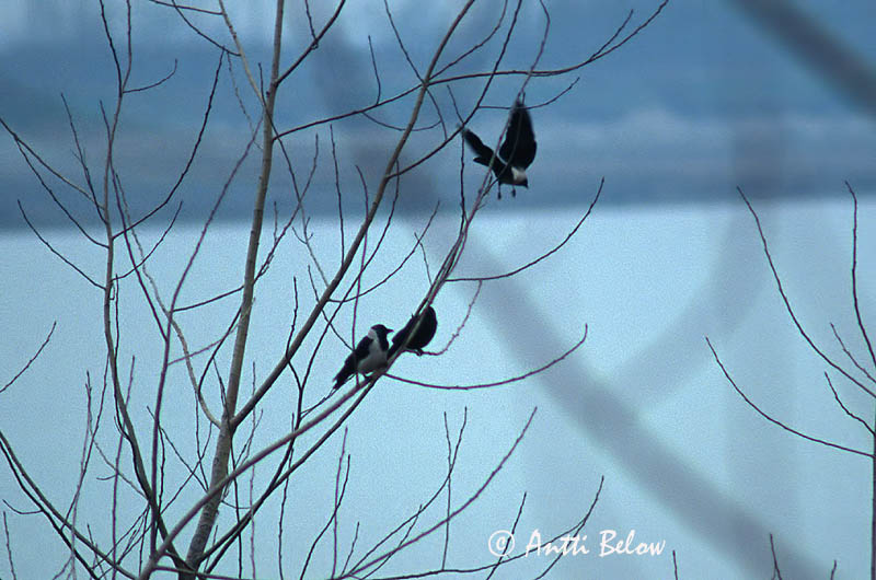 Avainsanat: Sibirisk allike Daurische kauw Daurian Jackdaw Idännaakka Siperiannaakka Choucas de Daourie Elsterdohle Daur csóka Hringkráka Mongolkaie Gralha-dáurica Corvus dauuricus Grajilla Dáurica Klippkaja