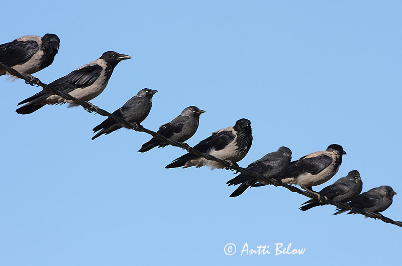 Avainsanat: Gralla Allike Kauw Western Jackdaw Hakk Naakka Choucas des tours Dohle Csóka Dvergkráka Kaie Gralha-de-nuca-cinzenta Corvus monedula Grajilla Común Kaja