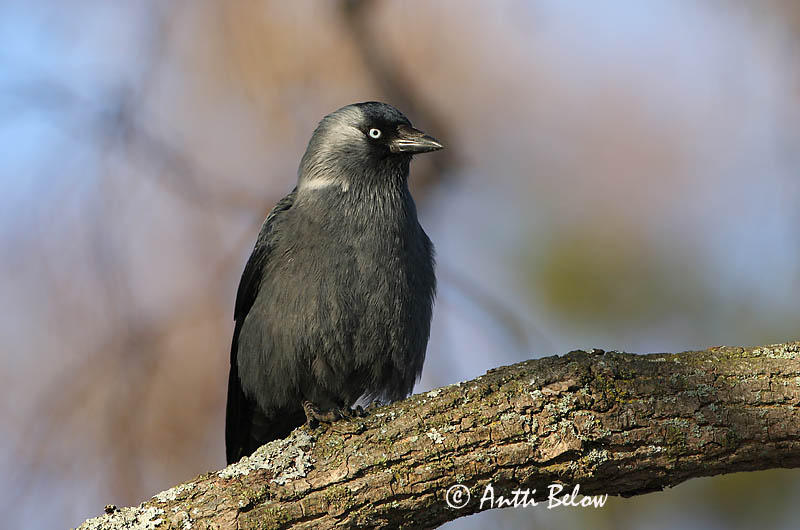 Avainsanat: Gralla Allike Kauw Western Jackdaw Hakk Naakka Choucas des tours Dohle Csóka Dvergkráka Kaie Gralha-de-nuca-cinzenta Corvus monedula Grajilla Común Kaja