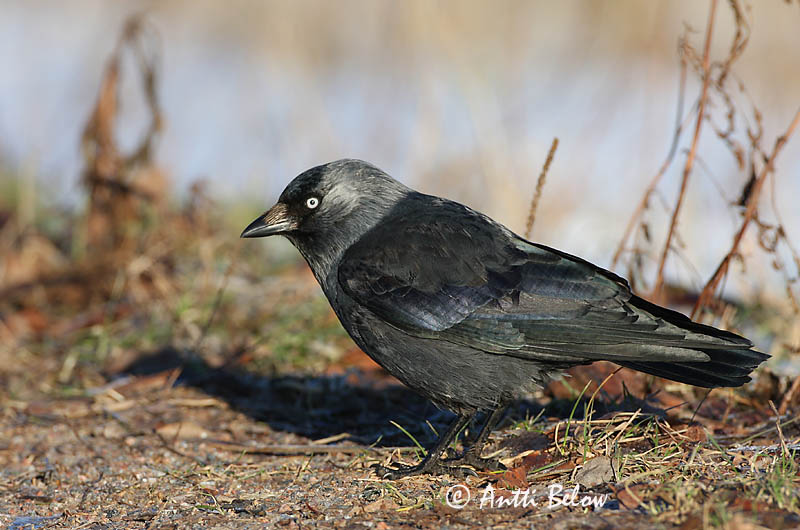 Avainsanat: Gralla Allike Kauw Western Jackdaw Hakk Naakka Choucas des tours Dohle Csóka Dvergkráka Kaie Gralha-de-nuca-cinzenta Corvus monedula Grajilla Común Kaja