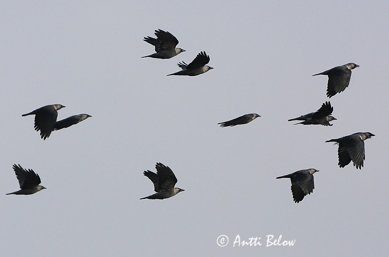 Avainsanat: Gralla Allike Kauw Western Jackdaw Hakk Naakka Choucas des tours Dohle Csóka Dvergkráka Kaie Gralha-de-nuca-cinzenta Corvus monedula Grajilla Común Kaja