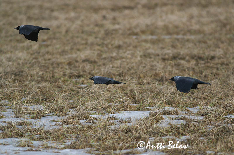 Avainsanat: Gralla Allike Kauw Western Jackdaw Hakk Naakka Choucas des tours Dohle Csóka Dvergkráka Kaie Gralha-de-nuca-cinzenta Corvus monedula Grajilla Común Kaja