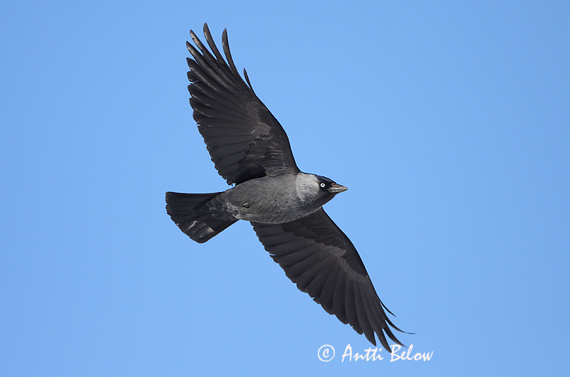 Avainsanat: Gralla Allike Kauw Western Jackdaw Hakk Naakka Choucas des tours Dohle Csóka Dvergkráka Kaie Gralha-de-nuca-cinzenta Corvus monedula Grajilla Común Kaja