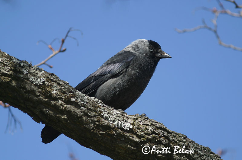 Avainsanat: Gralla Allike Kauw Western Jackdaw Hakk Naakka Choucas des tours Dohle Csóka Dvergkráka Kaie Gralha-de-nuca-cinzenta Corvus monedula Grajilla Común Kaja