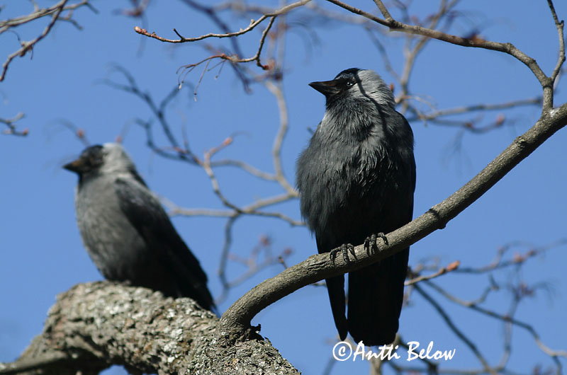 Avainsanat: Gralla Allike Kauw Western Jackdaw Hakk Naakka Choucas des tours Dohle Csóka Dvergkráka Kaie Gralha-de-nuca-cinzenta Corvus monedula Grajilla Común Kaja