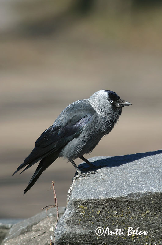 Avainsanat: Gralla Allike Kauw Western Jackdaw Hakk Naakka Choucas des tours Dohle Csóka Dvergkráka Kaie Gralha-de-nuca-cinzenta Corvus monedula Grajilla Común Kaja