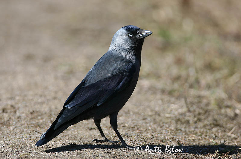 Avainsanat: Gralla Allike Kauw Western Jackdaw Hakk Naakka Choucas des tours Dohle Csóka Dvergkráka Kaie Gralha-de-nuca-cinzenta Corvus monedula Grajilla Común Kaja