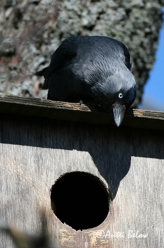 Avainsanat: Gralla Allike Kauw Western Jackdaw Hakk Naakka Choucas des tours Dohle Csóka Dvergkráka Kaie Gralha-de-nuca-cinzenta Corvus monedula Grajilla Común Kaja
