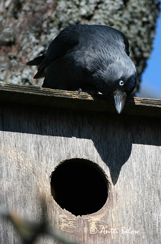 Avainsanat: Gralla Allike Kauw Western Jackdaw Hakk Naakka Choucas des tours Dohle Csóka Dvergkráka Kaie Gralha-de-nuca-cinzenta Corvus monedula Grajilla Común Kaja