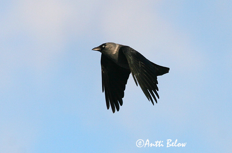 Avainsanat: Gralla Allike Kauw Western Jackdaw Hakk Naakka Choucas des tours Dohle Csóka Dvergkráka Kaie Gralha-de-nuca-cinzenta Corvus monedula Grajilla Común Kaja