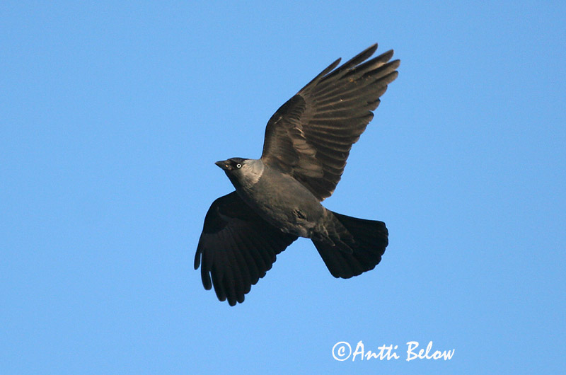 Avainsanat: Gralla Allike Kauw Western Jackdaw Hakk Naakka Choucas des tours Dohle Csóka Dvergkráka Kaie Gralha-de-nuca-cinzenta Corvus monedula Grajilla Común Kaja