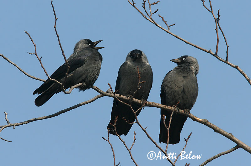 Avainsanat: Gralla Allike Kauw Western Jackdaw Hakk Naakka Choucas des tours Dohle Csóka Dvergkráka Kaie Gralha-de-nuca-cinzenta Corvus monedula Grajilla Común Kaja