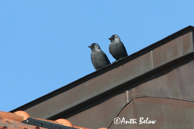 Avainsanat: Gralla Allike Kauw Western Jackdaw Hakk Naakka Choucas des tours Dohle Csóka Dvergkráka Kaie Gralha-de-nuca-cinzenta Corvus monedula Grajilla Común Kaja