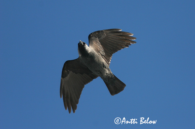 Avainsanat: Gralla Allike Kauw Western Jackdaw Hakk Naakka Choucas des tours Dohle Csóka Dvergkráka Kaie Gralha-de-nuca-cinzenta Corvus monedula Grajilla Común Kaja