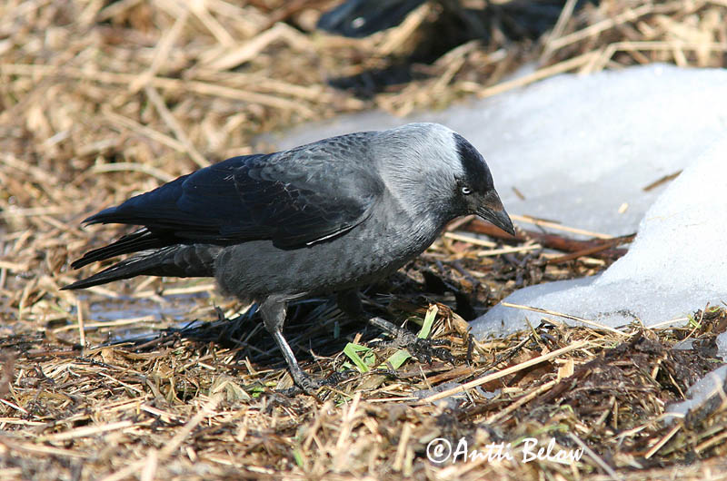 Avainsanat: Gralla Allike Kauw Western Jackdaw Hakk Naakka Choucas des tours Dohle Csóka Dvergkráka Kaie Gralha-de-nuca-cinzenta Corvus monedula Grajilla Común Kaja