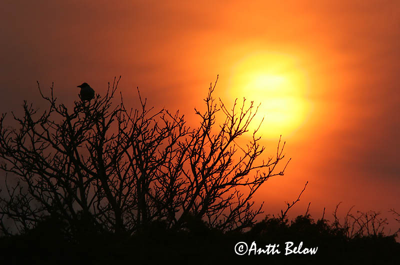 Avainsanat: Cornella Krage Kraai Carrion Crow Vares Varis Corneille noire Aaskrähe Rabenkrähe Dolmányos varjú Kráka Kråke Gralha-cinzenta (-preta) Corvus corone Corneja Negra svartkråka Hooded Crow Corneille mantelée Corvus (corone) cornix