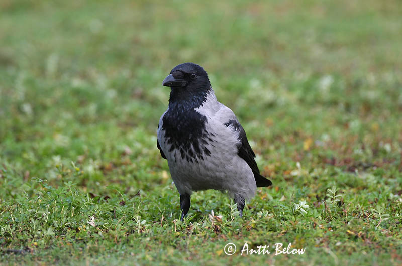 Avainsanat: Cornella Krage Kraai Carrion Crow Vares Varis Corneille noire Aaskrähe Rabenkrähe Dolmányos varjú Kráka Kråke Gralha-cinzenta (-preta) Corvus corone Corneja Negra svartkråka Hooded Crow Corneille mantelée Corvus (corone) cornix