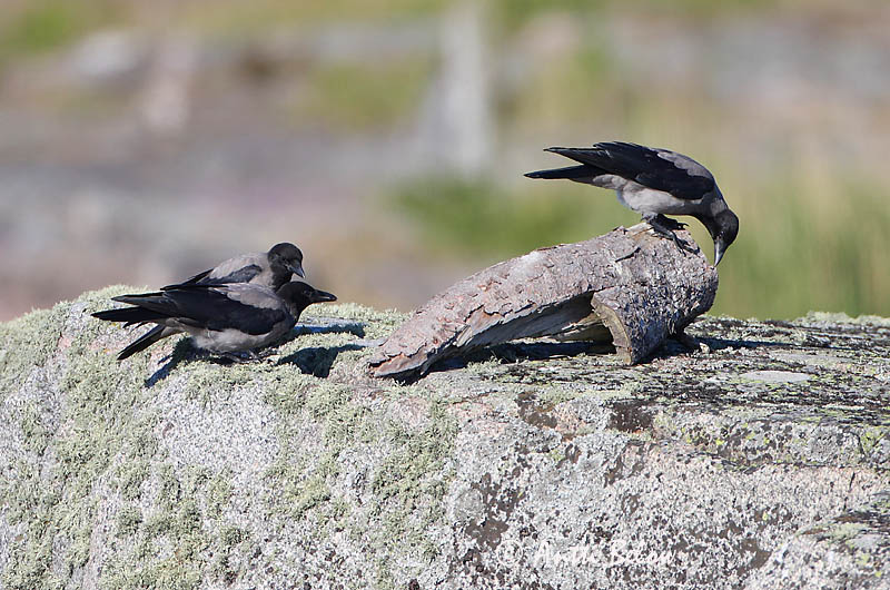 Avainsanat: Cornella Krage Kraai Carrion Crow Vares Varis Corneille noire Aaskrähe Rabenkrähe Dolmányos varjú Kráka Kråke Gralha-cinzenta (-preta) Corvus corone Corneja Negra svartkråka Hooded Crow Corneille mantelée Corvus (corone) cornix