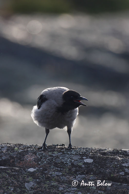 Avainsanat: Cornella Krage Kraai Carrion Crow Vares Varis Corneille noire Aaskrähe Rabenkrähe Dolmányos varjú Kráka Kråke Gralha-cinzenta (-preta) Corvus corone Corneja Negra svartkråka Hooded Crow Corneille mantelée Corvus (corone) cornix