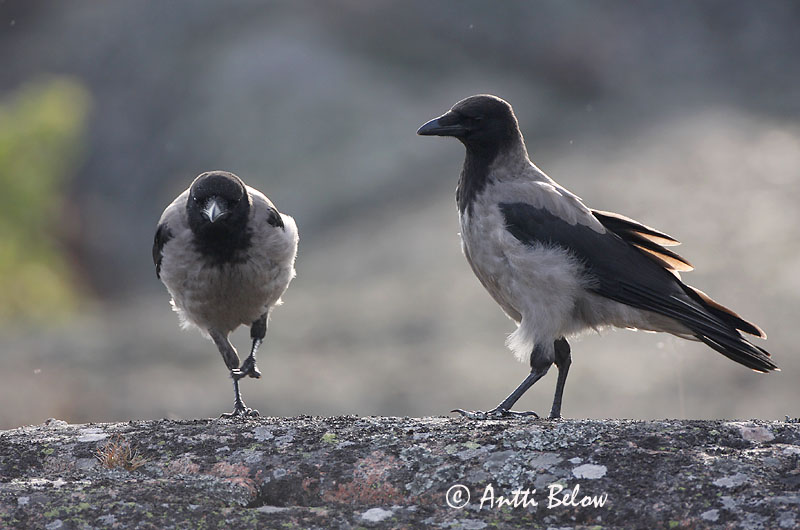 Avainsanat: Cornella Krage Kraai Carrion Crow Vares Varis Corneille noire Aaskrähe Rabenkrähe Dolmányos varjú Kráka Kråke Gralha-cinzenta (-preta) Corvus corone Corneja Negra svartkråka Hooded Crow Corneille mantelée Corvus (corone) cornix