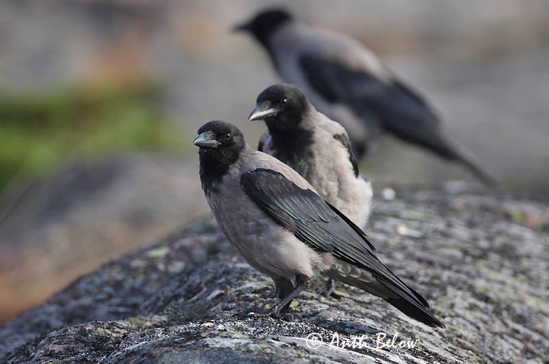 Avainsanat: Cornella Krage Kraai Carrion Crow Vares Varis Corneille noire Aaskrähe Rabenkrähe Dolmányos varjú Kráka Kråke Gralha-cinzenta (-preta) Corvus corone Corneja Negra svartkråka Hooded Crow Corneille mantelée Corvus (corone) cornix