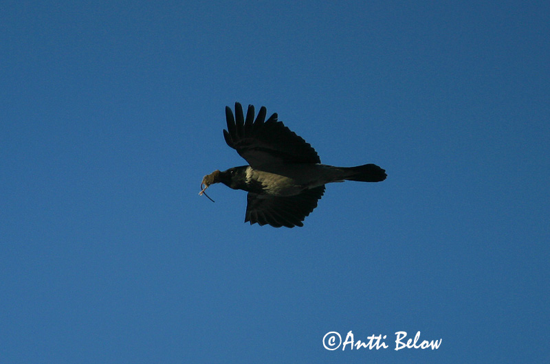 Helsinki, Finland
4/2004
Avainsanat: Cornella Krage Kraai Carrion Crow Vares Varis Corneille noire Aaskrähe Rabenkrähe Dolmányos varjú Kráka Kråke Gralha-cinzenta (-preta) Corvus corone Corneja Negra svartkråka Hooded Crow Corneille mantelée Corvus (corone) cornix