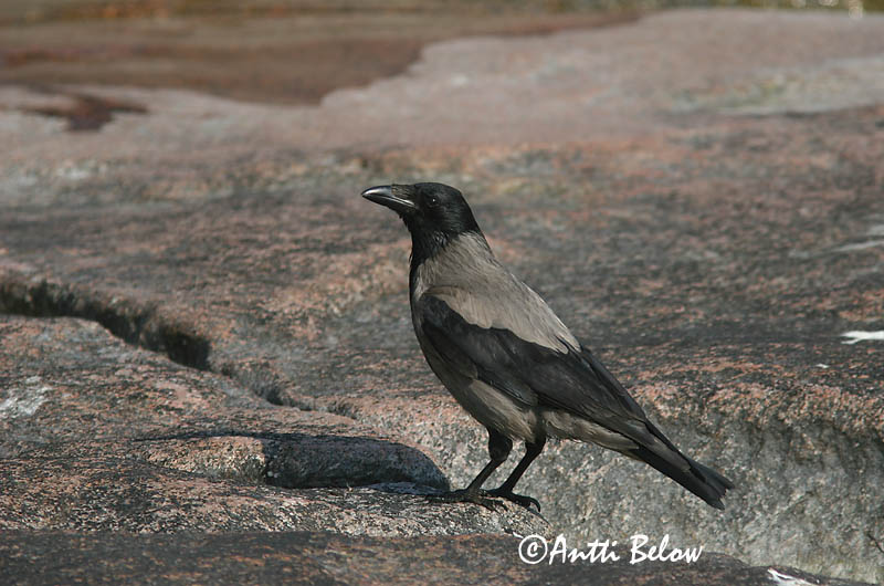 Avainsanat: Cornella Krage Kraai Carrion Crow Vares Varis Corneille noire Aaskrähe Rabenkrähe Dolmányos varjú Kráka Kråke Gralha-cinzenta (-preta) Corvus corone Corneja Negra svartkråka Hooded Crow Corneille mantelée Corvus (corone) cornix