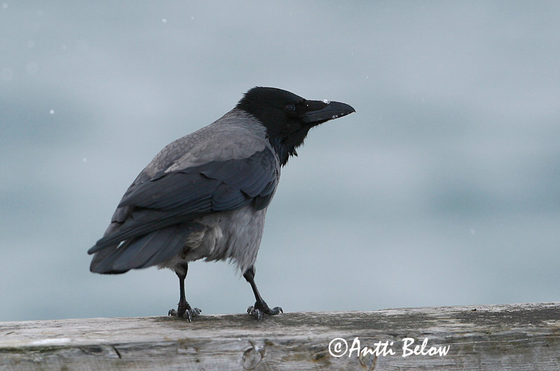 Avainsanat: Cornella Krage Kraai Carrion Crow Vares Varis Corneille noire Aaskrähe Rabenkrähe Dolmányos varjú Kráka Kråke Gralha-cinzenta (-preta) Corvus corone Corneja Negra svartkråka Hooded Crow Corneille mantelée Corvus (corone) cornix