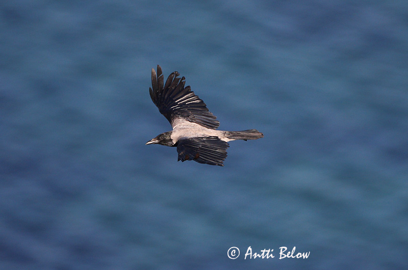 Avainsanat: Cornella Krage Kraai Carrion Crow Vares Varis Corneille noire Aaskrähe Rabenkrähe Dolmányos varjú Kráka Kråke Gralha-cinzenta (-preta) Corvus corone Corneja Negra svartkråka Hooded Crow Corneille mantelée Corvus (corone) cornix