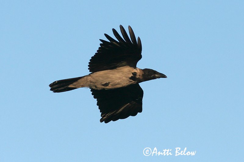 Avainsanat: Cornella Krage Kraai Carrion Crow Vares Varis Corneille noire Aaskrähe Rabenkrähe Dolmányos varjú Kráka Kråke Gralha-cinzenta (-preta) Corvus corone Corneja Negra svartkråka Hooded Crow Corneille mantelée Corvus (corone) cornix