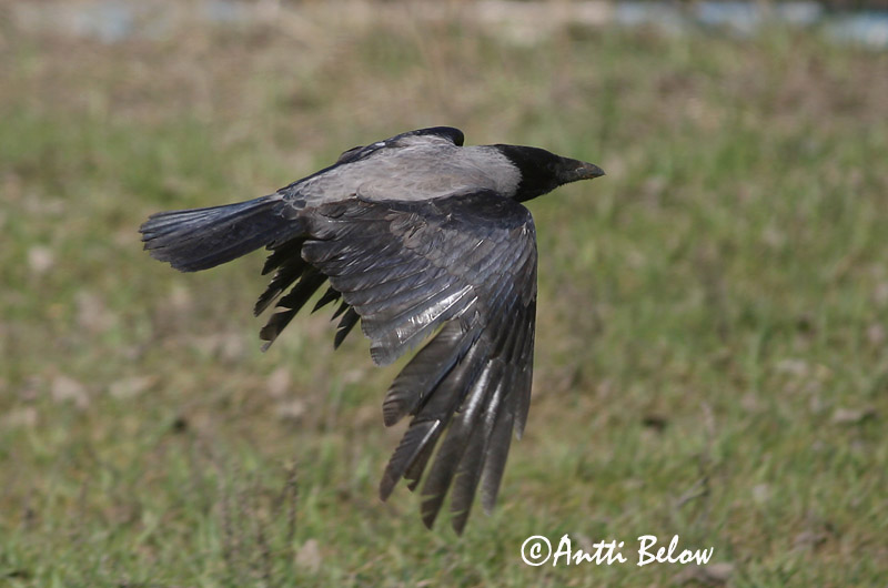 Avainsanat: Cornella Krage Kraai Carrion Crow Vares Varis Corneille noire Aaskrähe Rabenkrähe Dolmányos varjú Kráka Kråke Gralha-cinzenta (-preta) Corvus corone Corneja Negra svartkråka Hooded Crow Corneille mantelée Corvus (corone) cornix